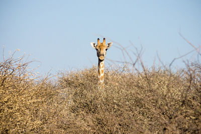 View of giraffe in trees against sky