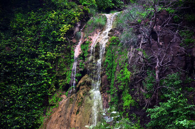 Waterfall amidst trees in forest