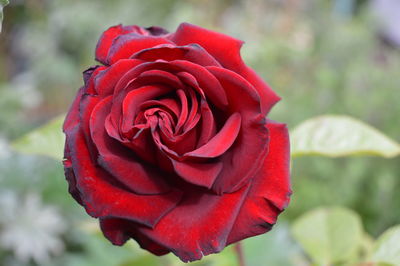 Close-up of red rose