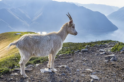 Close-up of a goat in the italian alps