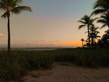 Palm trees on beach against sky during sunset