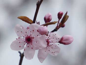 Close-up of pink flowers on branch