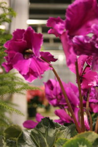 Close-up of pink flowers blooming outdoors