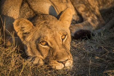 Female lion relaxing in forest