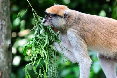 Close-up of monkey eating plant