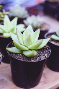 Close-up of succulent plant in pot