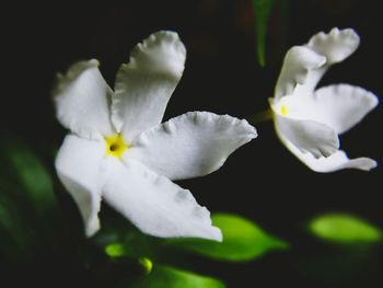 Close-up of flowers