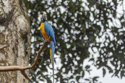 Low angle view of bird perching on branch