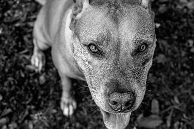 High angle portrait of dog