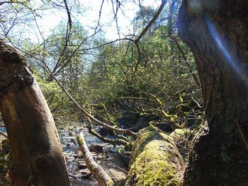 Plants growing on tree trunk