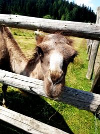 Close-up of horse in pen