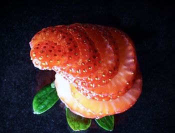 Close-up of fly agaric mushroom