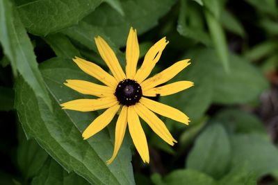 Close-up of insect on flower