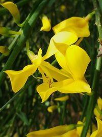 Close-up of yellow flowering plant