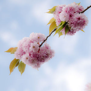 Close-up of pink cherry blossom tree