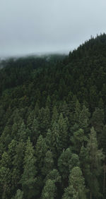 Low angle view of trees against sky