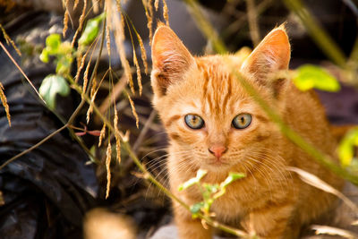 Close-up portrait of orange cat sitting in yard