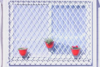 View of red and white and potted plant