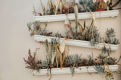 Close-up of potted plant on table against wall