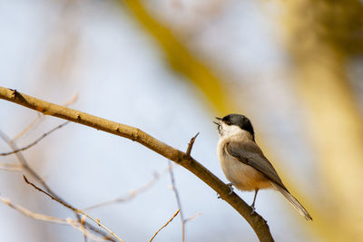 Close-up of bird perching on branch