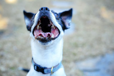 Close-up portrait of a dog