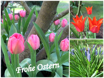 Close-up of pink tulips in bloom