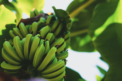Banana tree with a bunch of ripe bananas