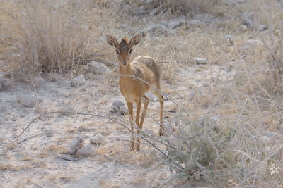 Deer standing on field