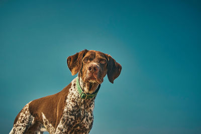 Close-up of dog against clear blue sky