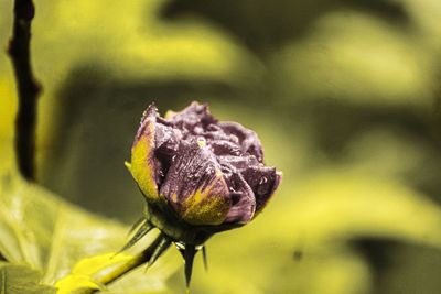 Close-up of fly on flower