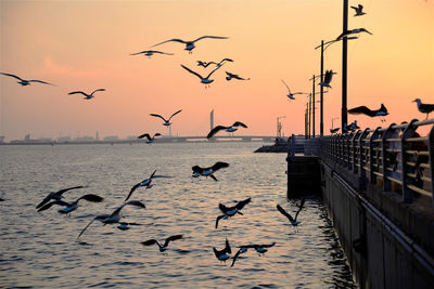 Seagulls flying over sea against sky during sunset