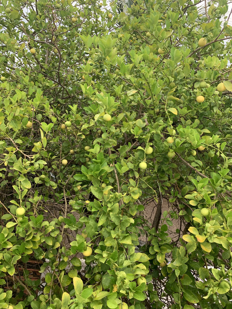 VIEW OF TREE