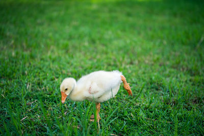 View of a duck on field