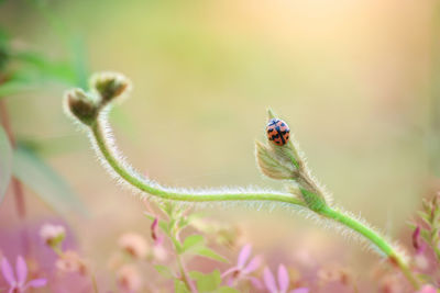 Close-up of ladybug on plant