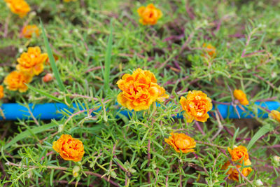 Close-up of orange flowers