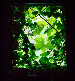Close-up of green leaves against window