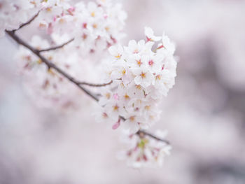 Close-up of white cherry blossom growing on branch