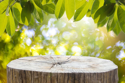 Close-up of tree stump on wooden fence