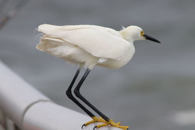 Close-up of bird perching