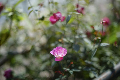 Close-up of pink flowers blooming outdoors