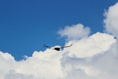 Low angle view of bird flying against blue sky