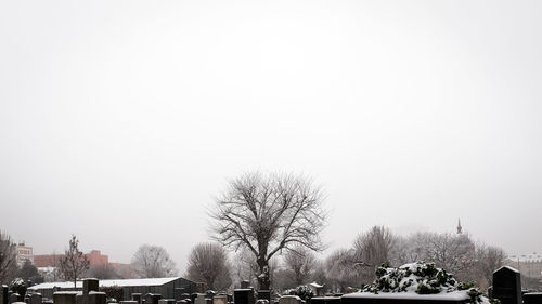 Bare trees at cemetery against clear sky