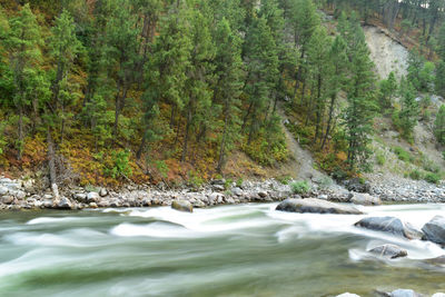 Scenic view of river amidst trees in forest