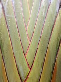 Full frame shot of wet plant