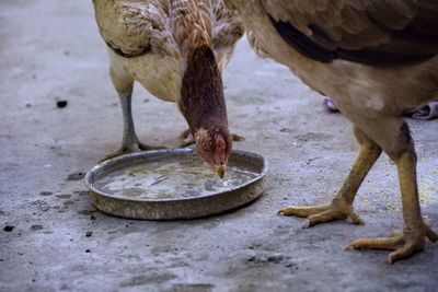 Beautiful pet hens drinking water in a plate