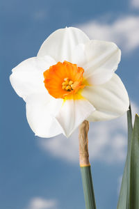 Close-up of white flowering plant against sky