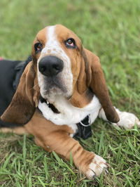 Basset hound look-blues look