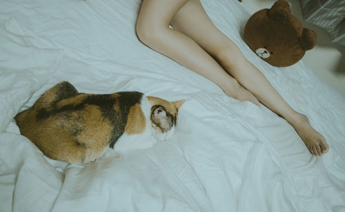 High angle view of cat lying on bed