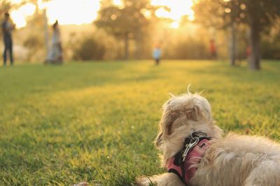 Dog resting on grassy field at morning