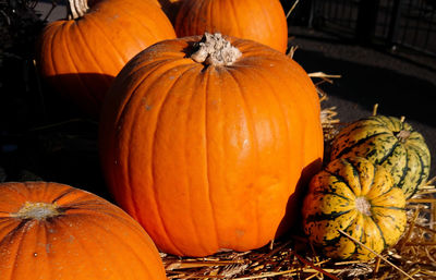 High angle view of pumpkins during autumn